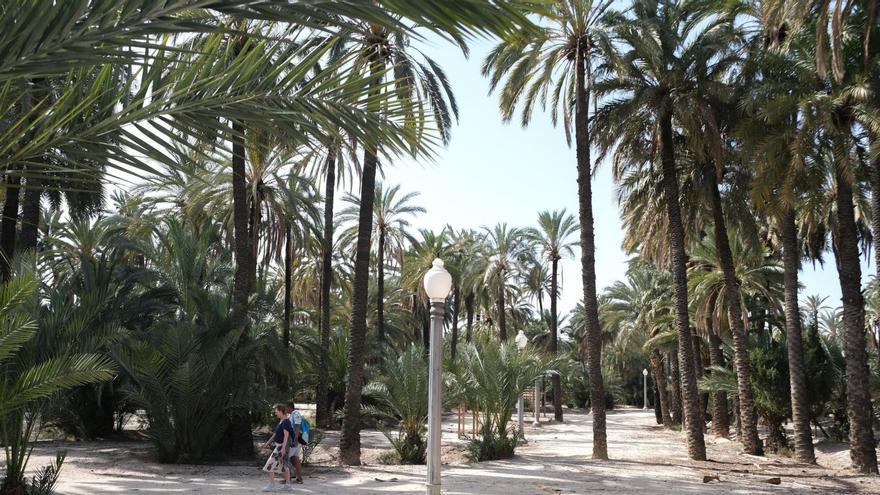 Dos personas paseando por los huertos de palmeras enclavados en el centro de Elche.
