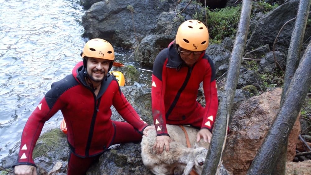 Rescatan en kayak a una oveja en Salt de Chella