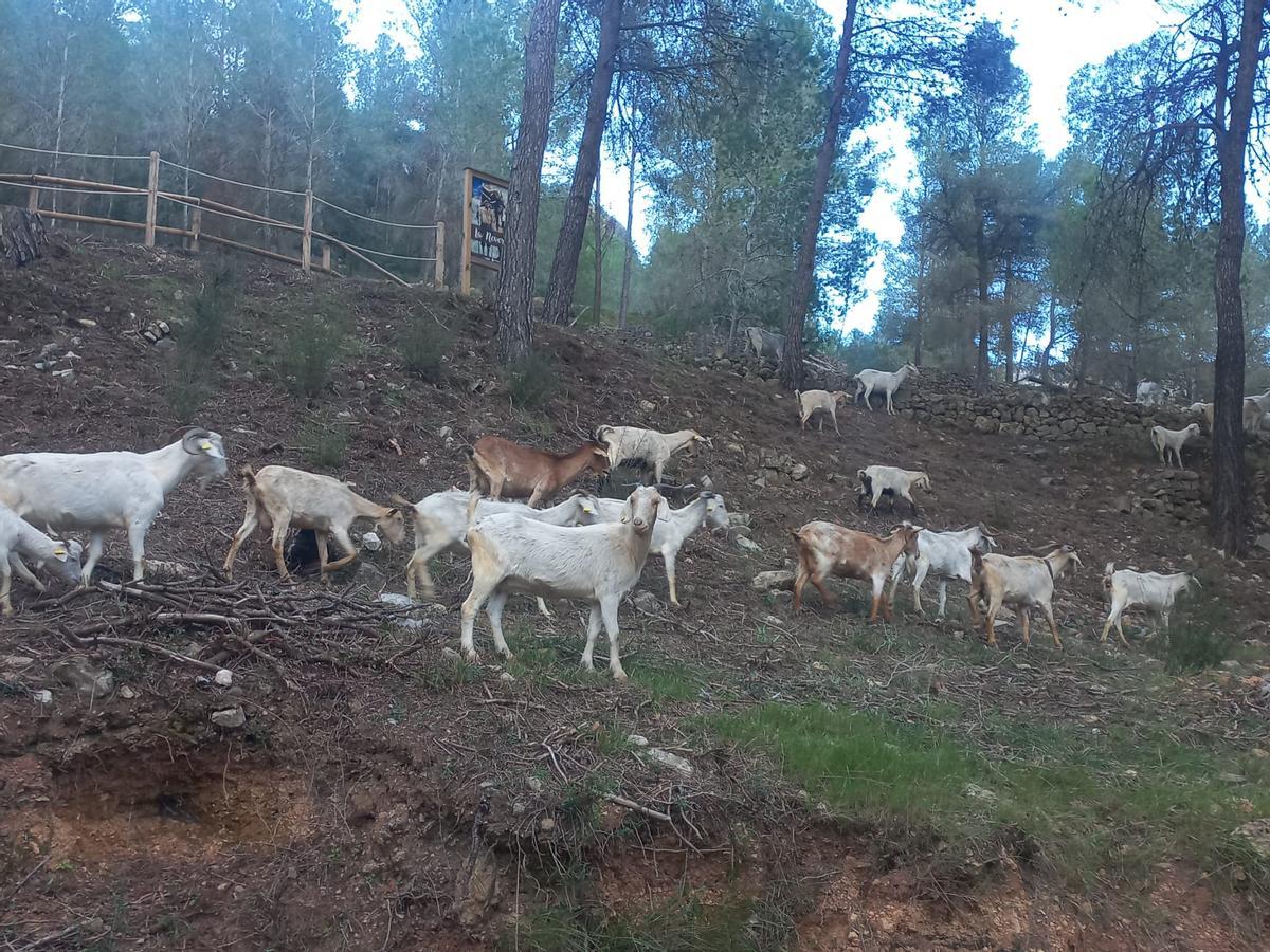 Cabras en la jornada de ayer.