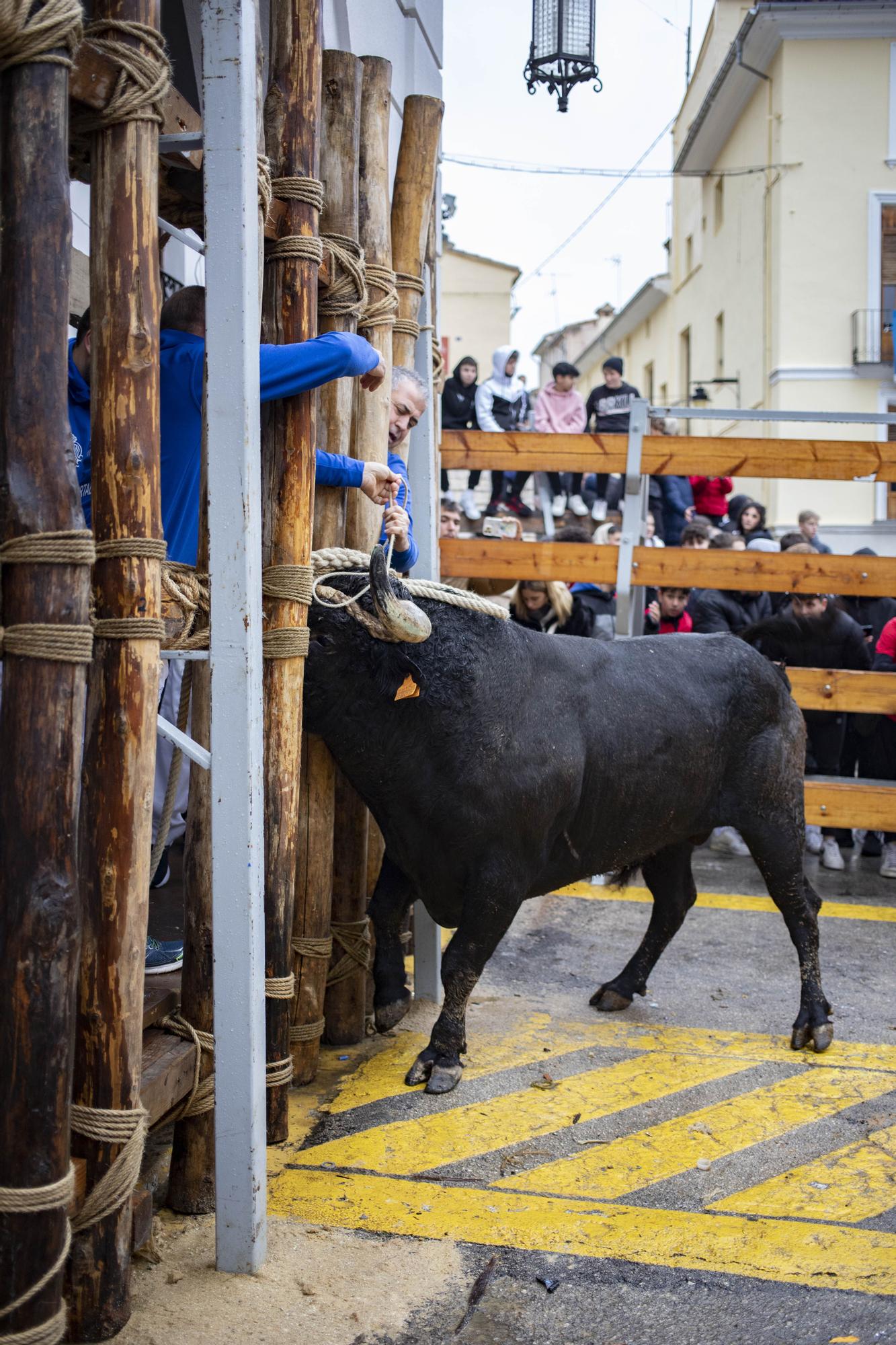 El "Bou en corda" vuelve al Pont Vell de Ontinyent