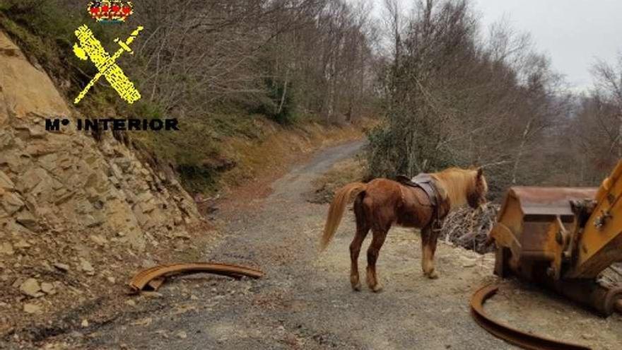 El caballo encontrado junto a parte del material que estaban robando en mina Julita.