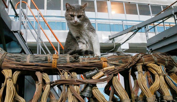 Un gato se sienta dentro de una instalación de pru