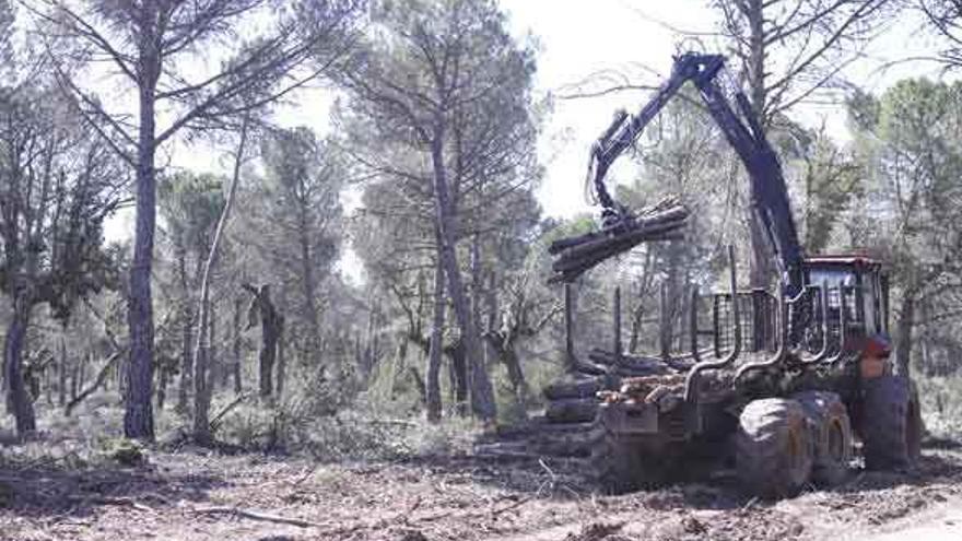 Trabajos de desbroce de un pinar de la provincia de Zamora.