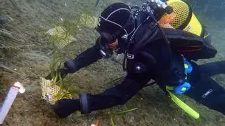 Planten posidònia en una cala del Cap de Creus per combatre una alga invasora