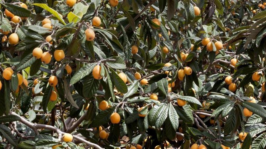 El níspero de Callosa d&#039;en Sarrià es una fruta única e inconfundible.