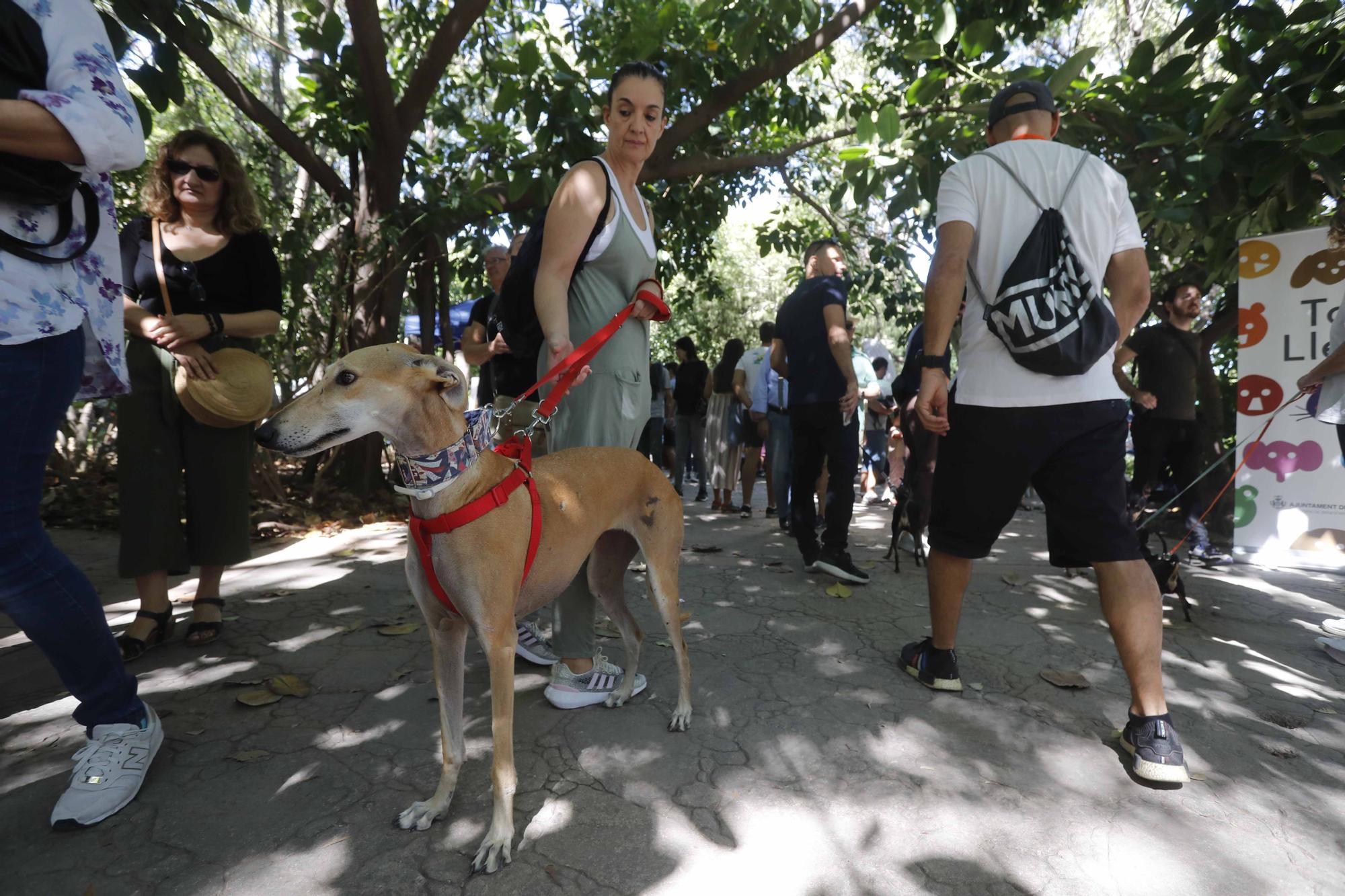 La Feria Animalista de València, en imágenes