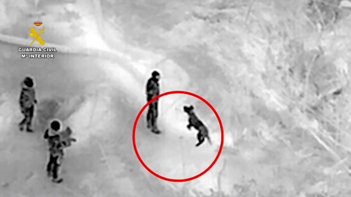 Un perro de la Guardia Civil localiza el cuerpo sin vida de una víctima de la Dana