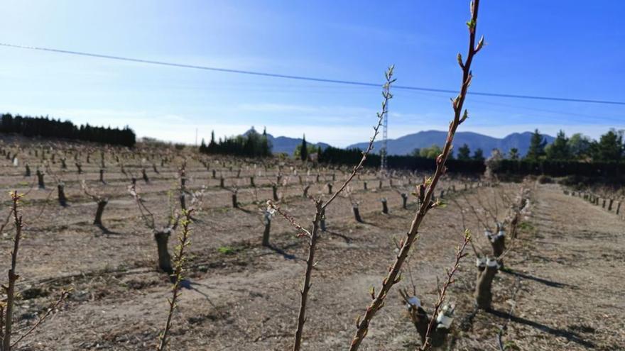 Cultivo de fruta de hueso en Cieza. | CARM