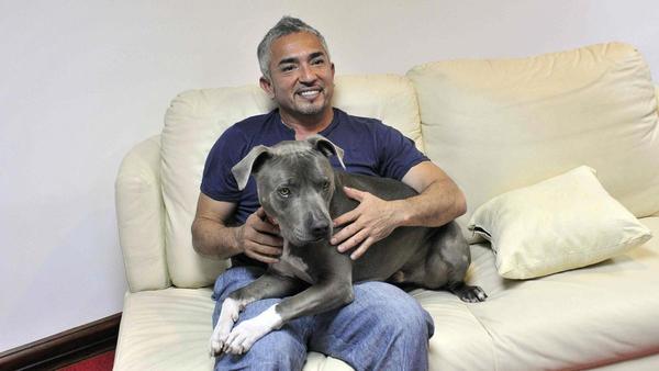 César Millán vuelve a la televisión con 'Mejor humano, mejor perro' - El  Periódico Extremadura