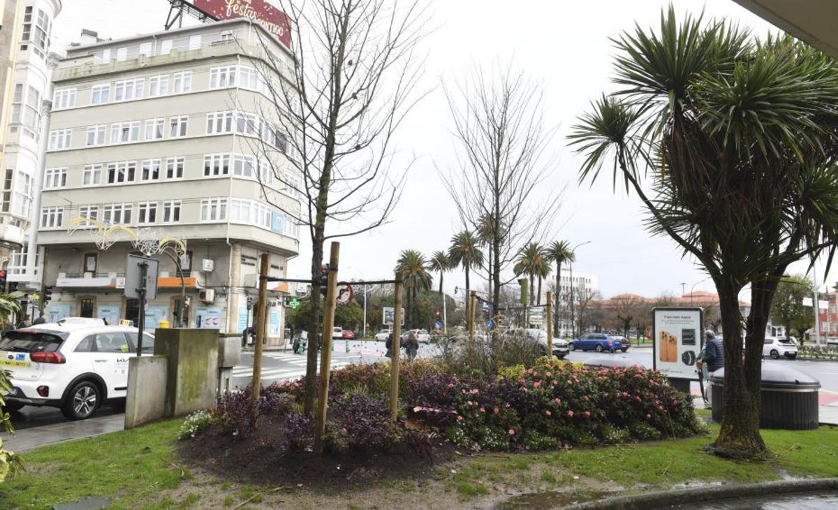 Los álamos de la plaza de Ourense, enfermos por hongos y sin cura