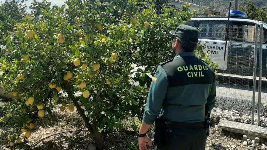 Sorprendidos en la Llosa de Camacho mientras robaban naranjas y limones