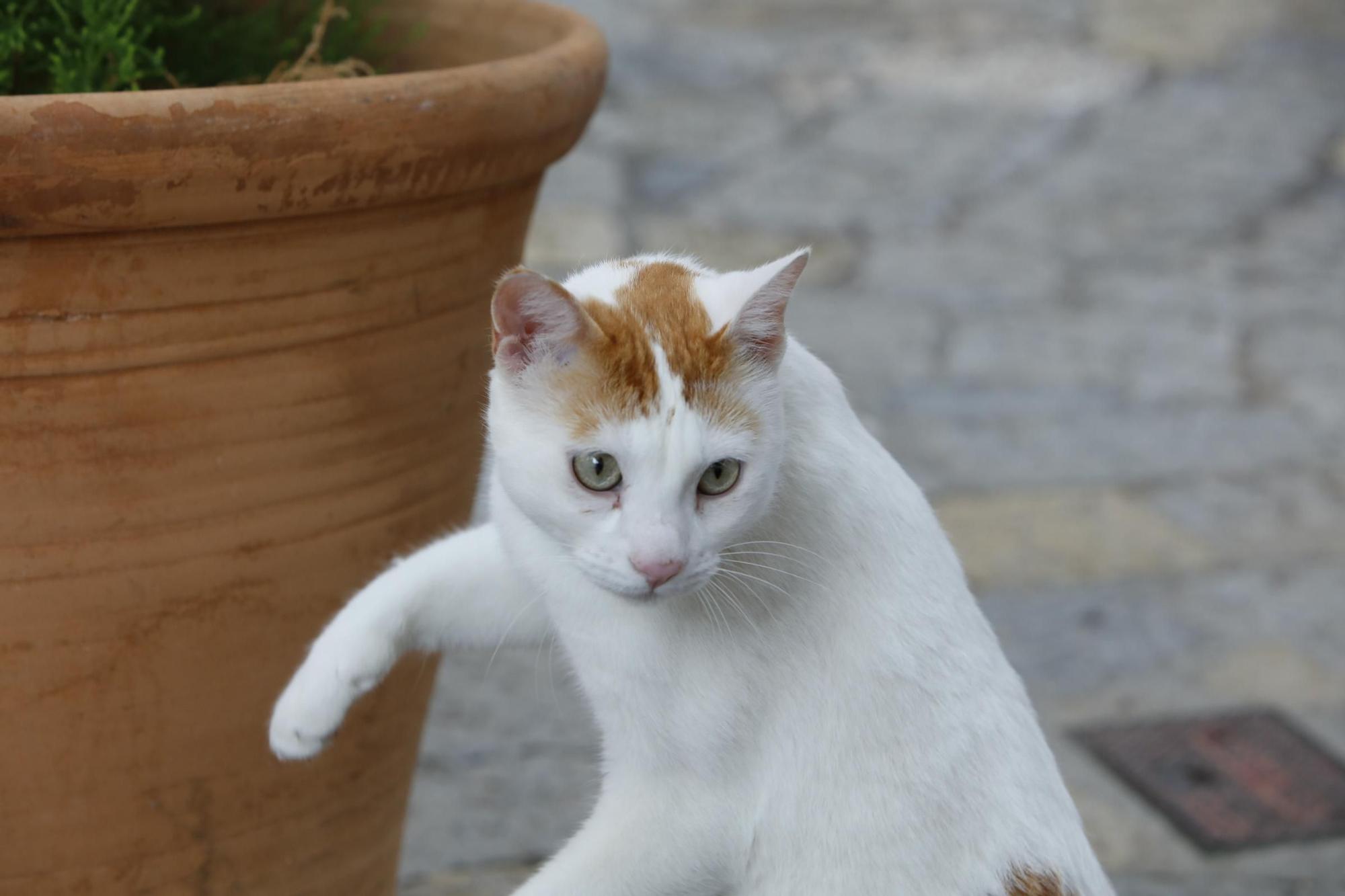 Auch bei Regen auf Mallorca einen Besuch wert: Pollença ist Mitte September voller Leben