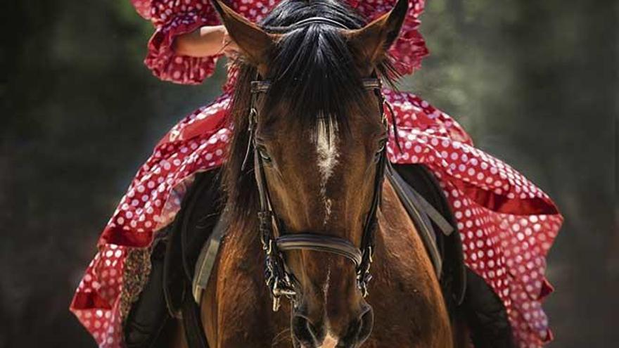 ¿Sabes cuántos caballos mueren cada año en fiestas populares?