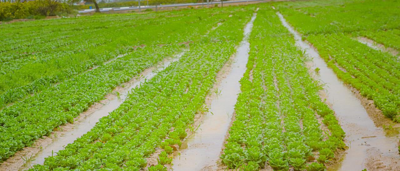 Los agricultores se han ahorrado sesenta millones de euros en agua gracias a las lluvias