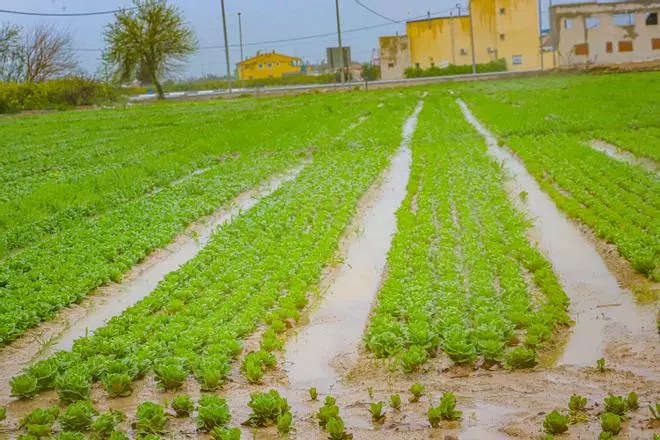Las lluvias dejan el equivalente a 150 hm³ de agua de riego  y ahorran 60 millones de euros a la agricultura