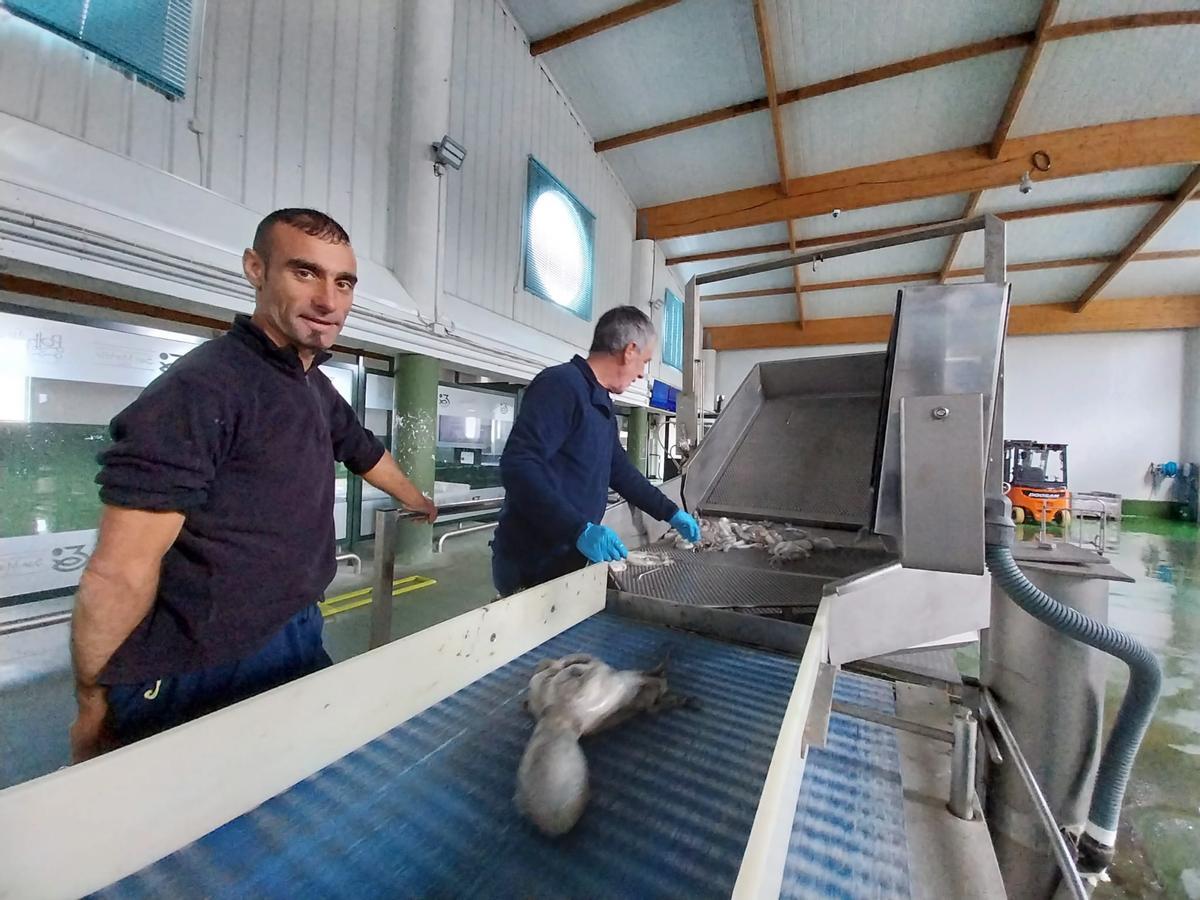 Una descarga de pulpo, el jueves, en la máquina clasificadora de la lonja de Bueu.