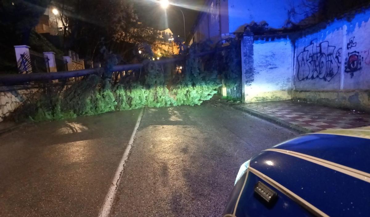 Árbol caído en la calle Tinte de Cabra a primeras horas de la mañana de este jueves.