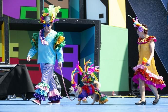 24.02.19. Las Palmas de Gran Canaria. Carnaval 2019. Concurso Carnaval Canino 2019. Antonio Ruiz Medina, presenta a Tirma, con la fantasía "Desde Río hasta aquí rumbeando vengo". Foto Quique Curbelo