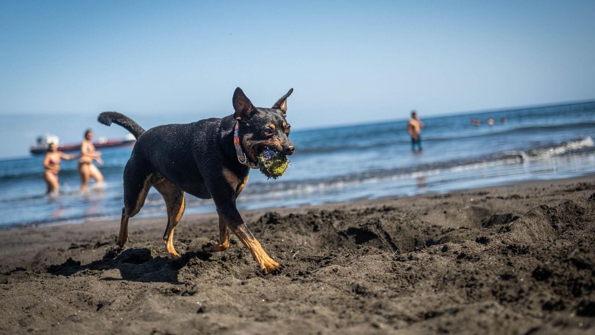 Un perro en la playa de Las Gaviotas, en Santa Cruz de Tenerife