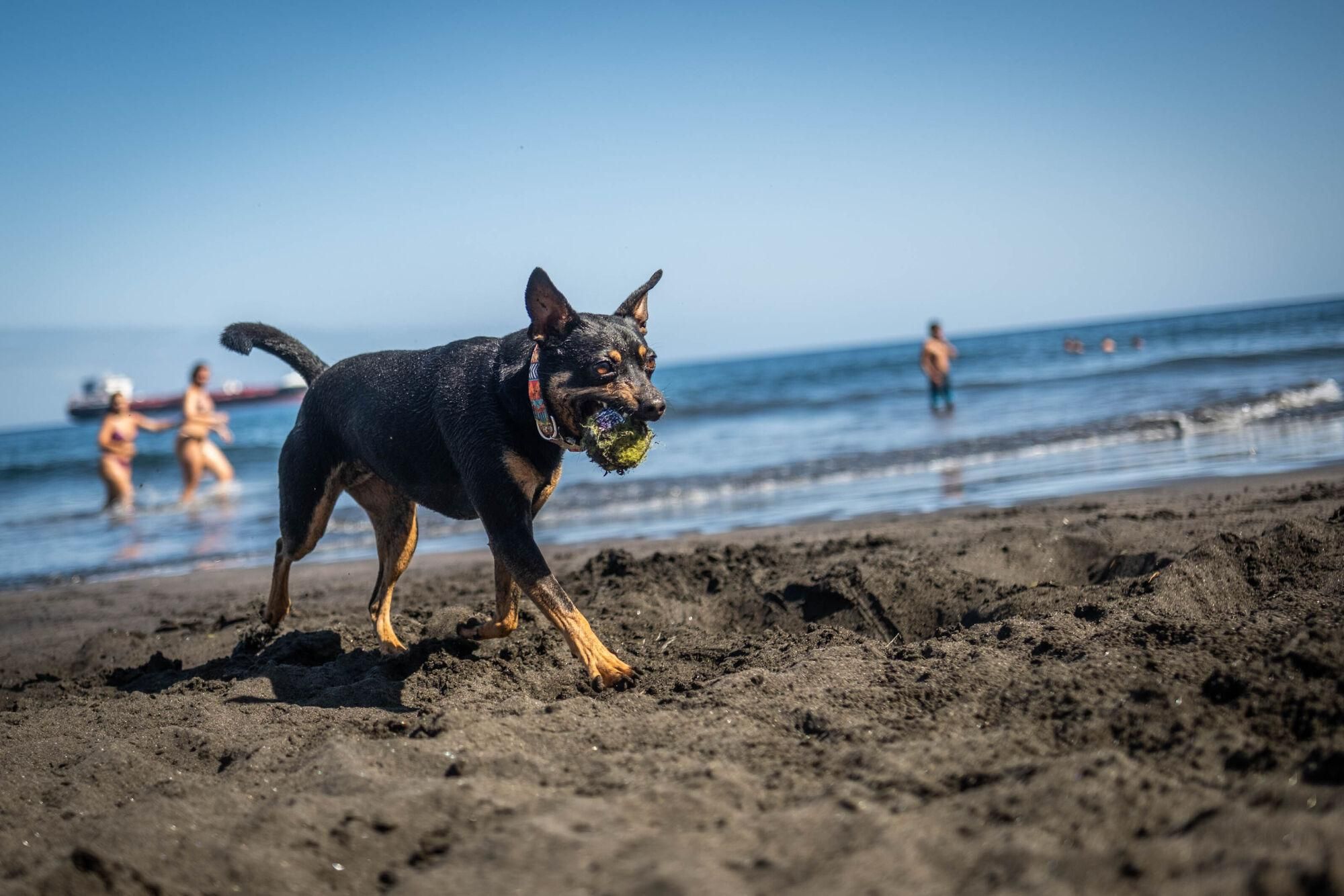 Las Gaviotas, primera playa para perros de Santa Cruz de Tenerife