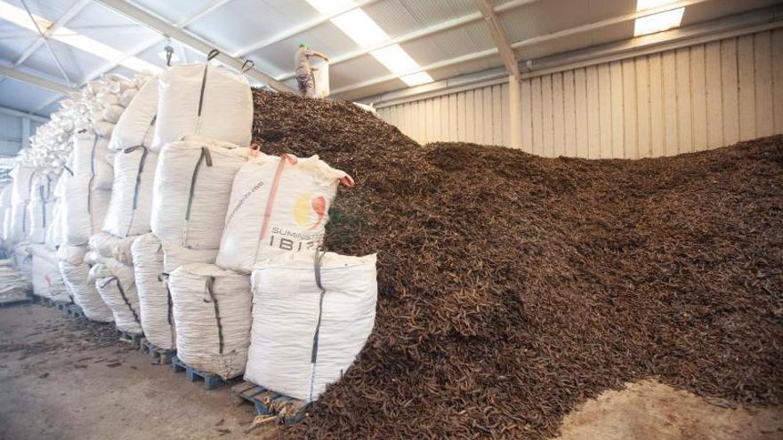 En las últimas cosechas los almacenes se llenaron de algarrobas. | COOPERATIVA SANT ANTONI