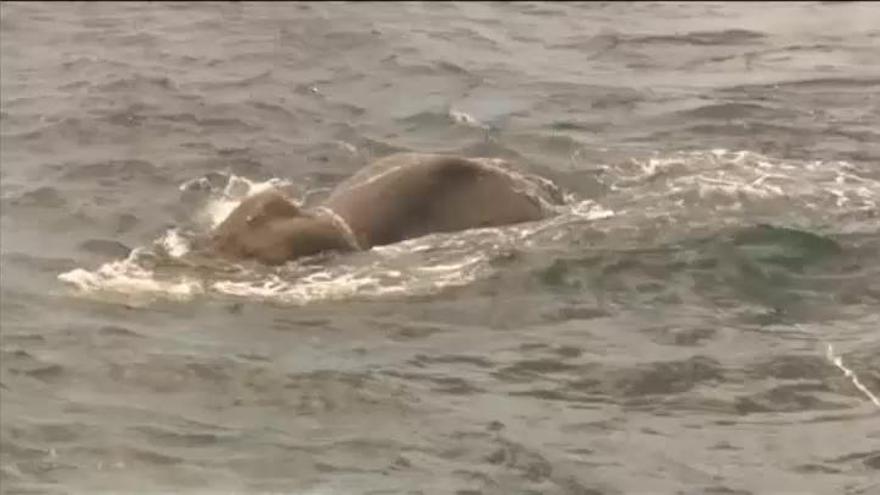 Un elefante atrapado en alta mar