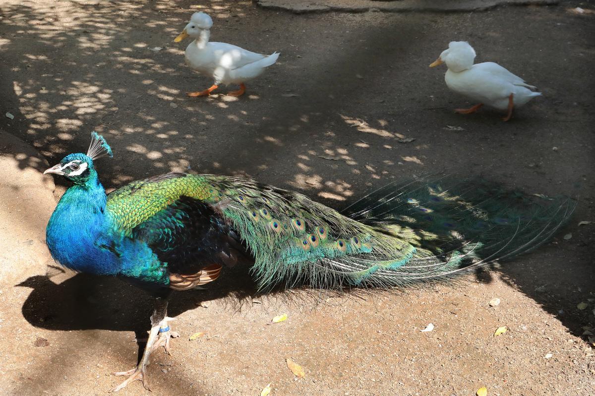 Patos corredores indios y pavo real indio. Zoo de Aves de Herrera de Pisuerga