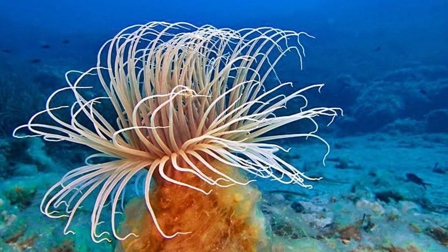 Una ‘criatura luminiscente’ captada en el fondo marino de la zona de Illots de Ponent.  | FOTO DE CRISTINA AMANDA TUR