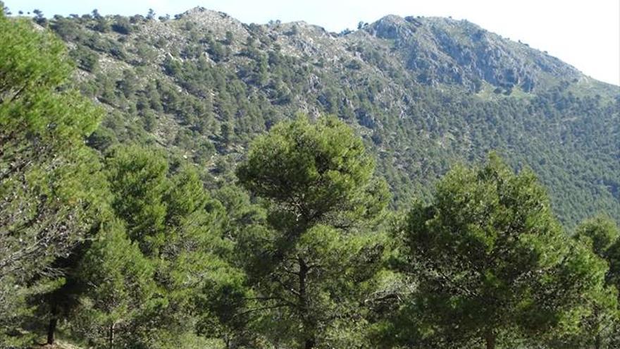 La sierra de Rute