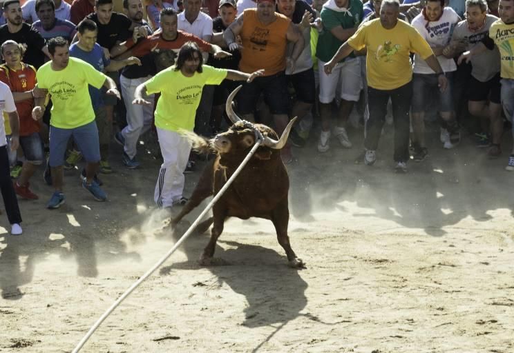 La carrera del Toro Enmaromado 2017 Razonador