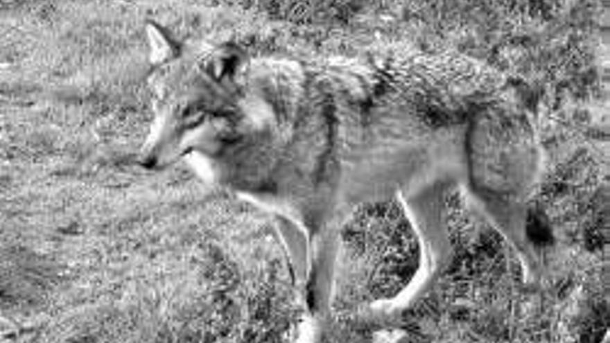 Diez colectivos quieren evitar que el lobo sea especie cinegética