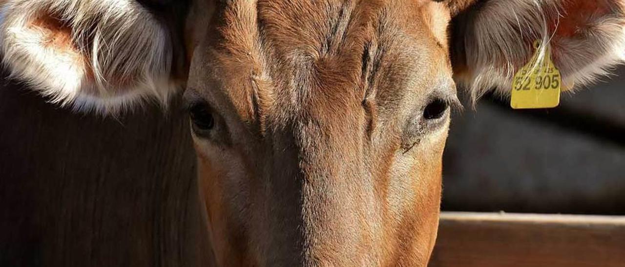 Una vaca de la raza asturiana de los valles.