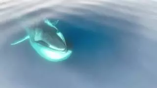 Las lluvias adelantan la temporada de ballenas a la costa catalana: "Si encuentran comida pueden permanecer mucho tiempo"