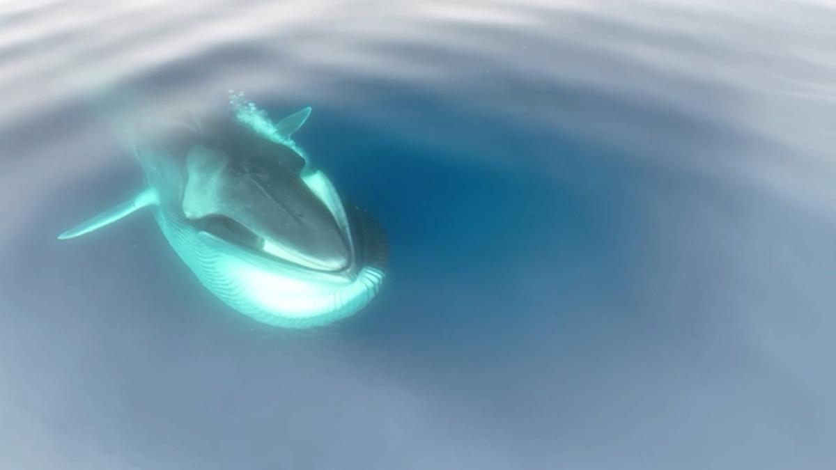 Observación de rorcuales en la costa del Garraf