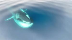 Observación de rorcuales en la costa del Garraf