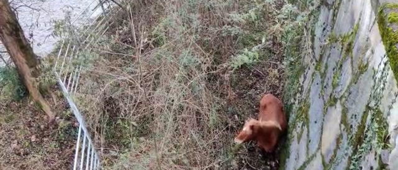 Así fue el complicado rescate de un caballo atrapado junto al río Caudal