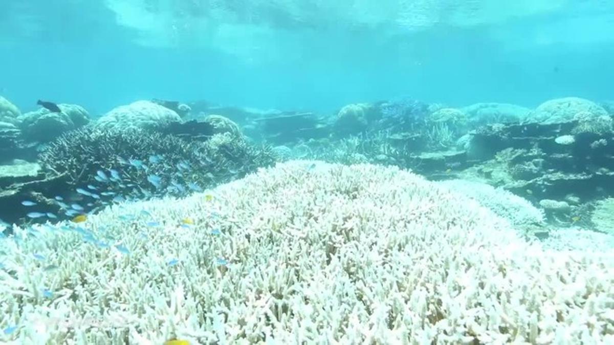 Greenpeace mostra el deteriorament de la Gran Barrera de Coral, que evidencia la seva progressiva destrucció. 