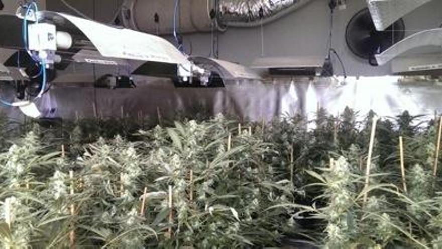 Enxampats amb 613 plantes de marihuana a casa