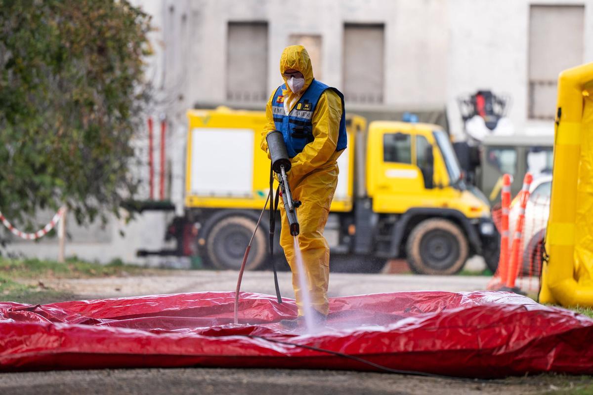 Els senglars morts per la pesta porcina africana ascendeixen a nou a la zona zero del brot