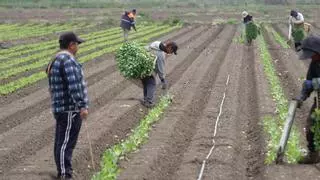 Casi 300 agricultores se quedan sin ayudas de la PAC por falta de crédito