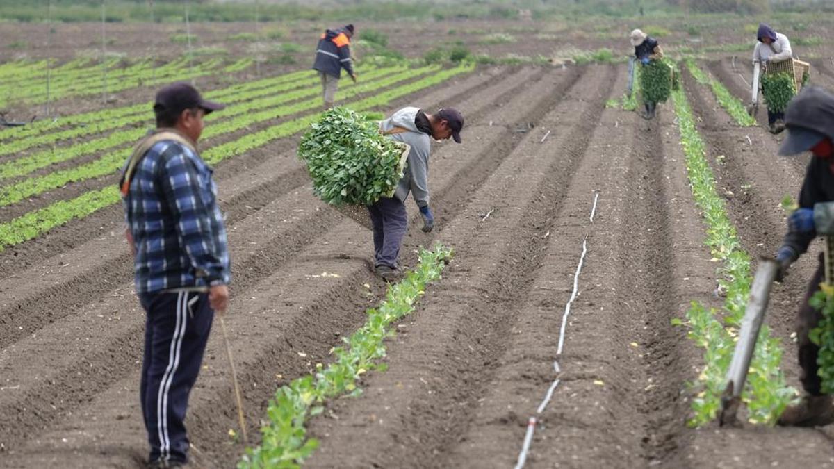 Agricultores en una finca de Yecla.