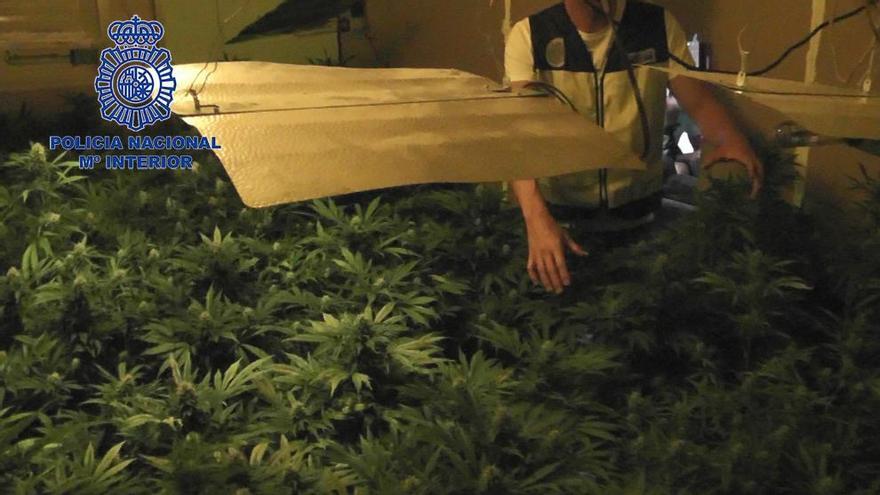 Desmantelan una plantación de marihuana en un piso de Torreagüera