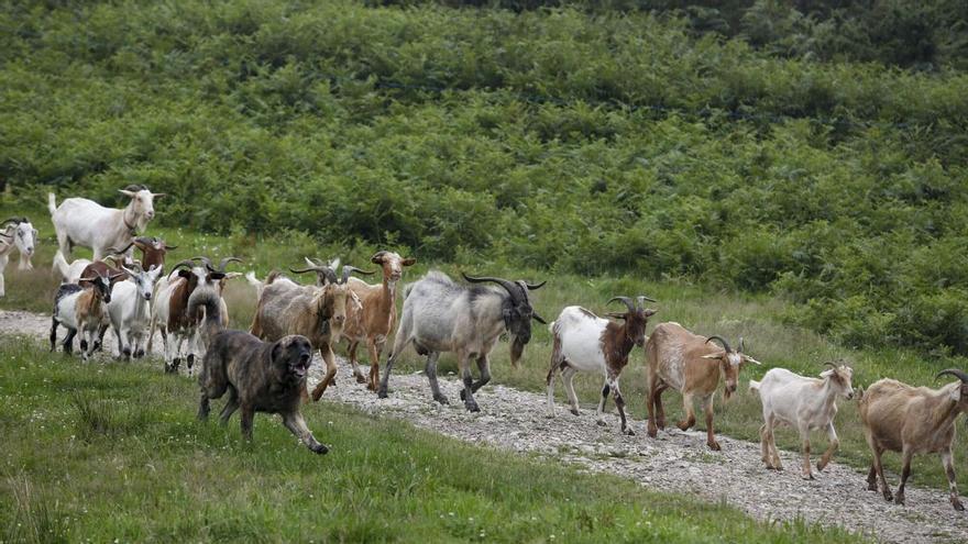 Perros contra lobos: la línea de ayudas de Asturias para evitar los ataques al ganado