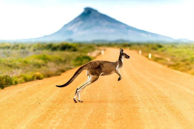 Un canguro cruza la carretera en el sur de Australia