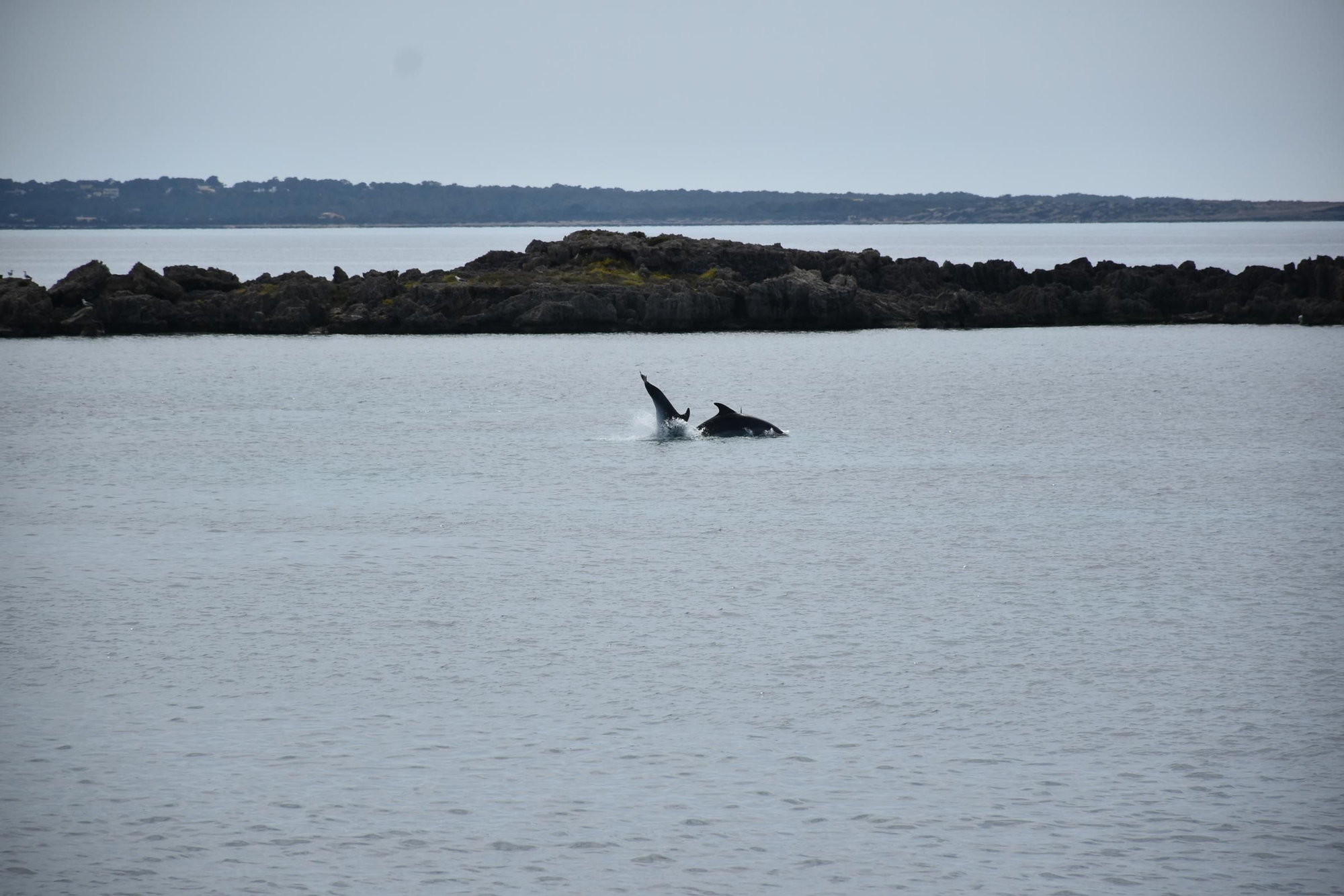 Delfines en  s'Espalmador