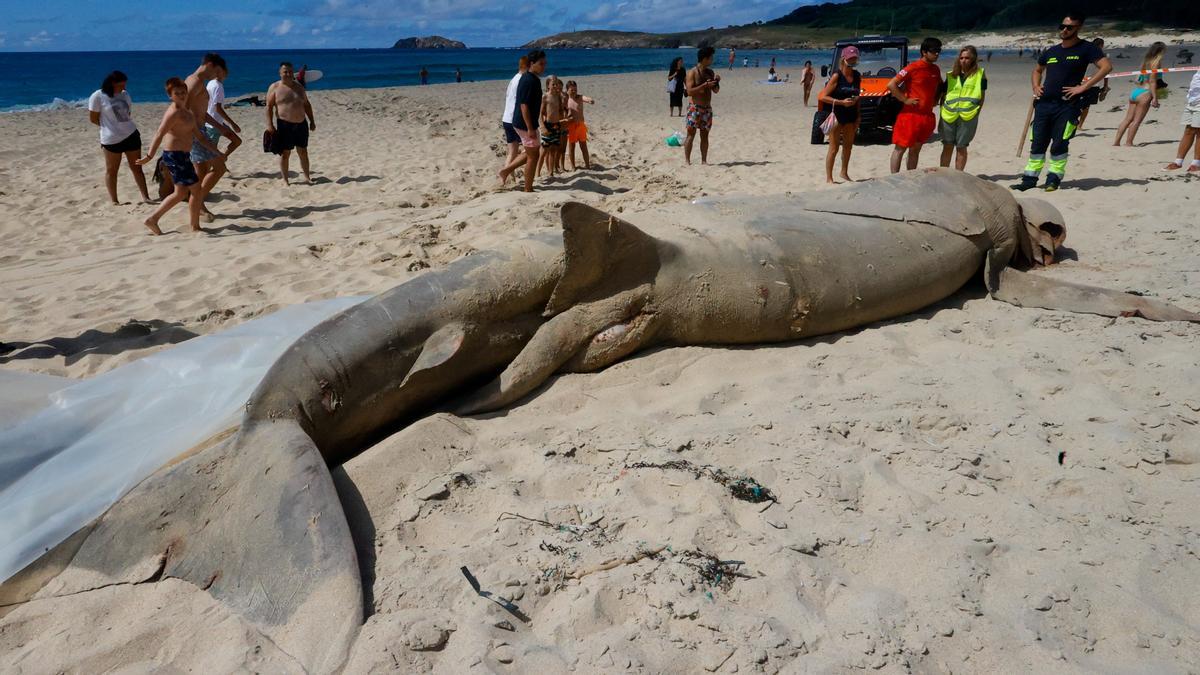 La cría de tiburón peregrino de más de 7 metros que ha aparecido en la playa de Doniños de Ferrol, el pasado día 15.