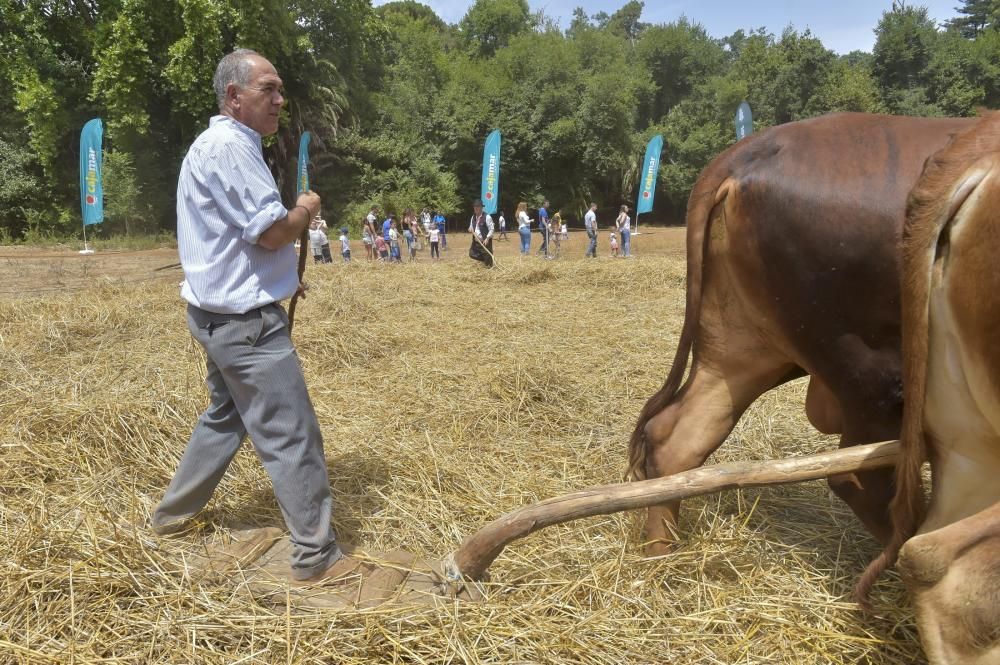 Feria de ganado