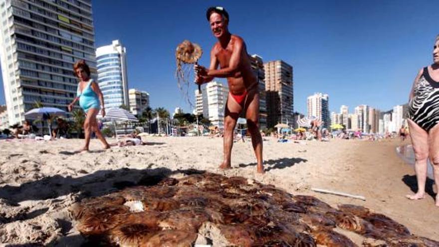 Bañistas junto a un montón de medusas en la orilla de la playa de Levante en una imagen tomada ayer por la tarde.