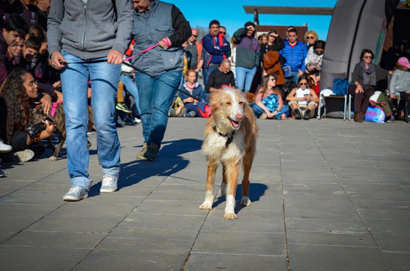 Fundación Bioparc y AUPA celebran el 15º Desfiles de perros abandonados