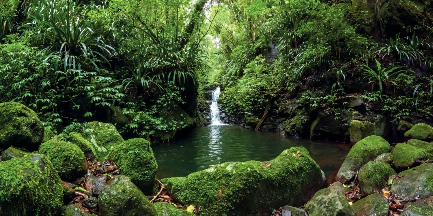 Bosques lluviosos del Gondwana, Australia.